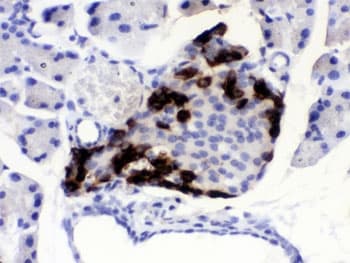 Polyclonal Rabbit anti-Human VIP Antibody (IHC)