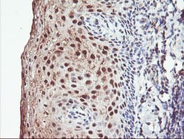 PSMB7 Antibody (aa58-277, clone OTI1D1, Carrier-free)