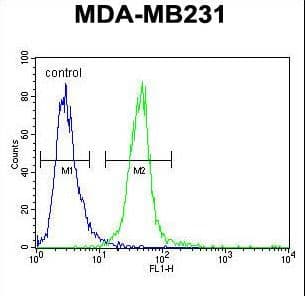 Polyclonal Rabbit anti-Human Myozenin / MYOZ1 Antibody (aa40-69, IHC, WB)