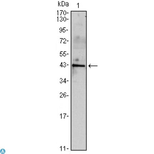 INHA / Inhibin Alpha Antibody
