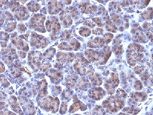 Monoclonal Mouse anti-Human Golgi Body Antibody (clone 371-4, IHC, IF, WB)