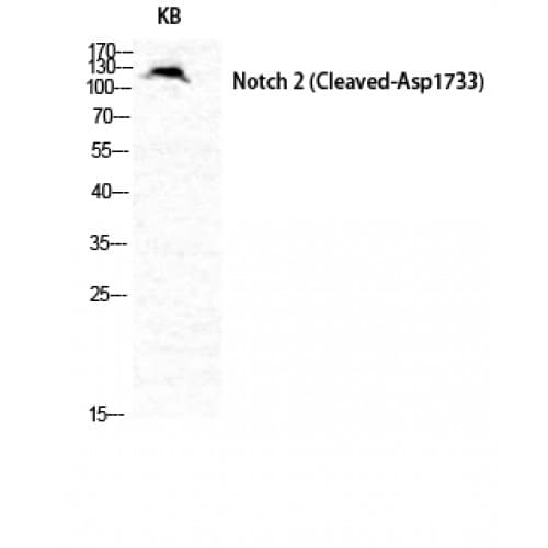 NOTCH2 Antibody (1660-1740 aa, Internal)