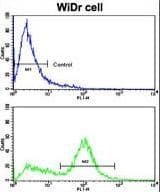 IHC-plus™ Latexin / MUM Antibody (aa78-107)
