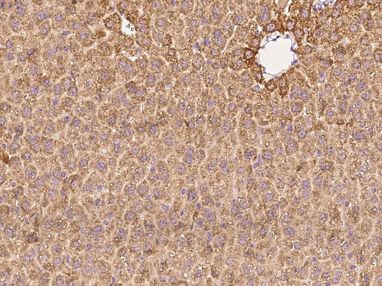 PTGS2 / COX2 / COX-2 Antibody (Preservative Free)