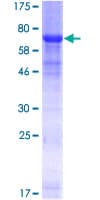 Human RRAGC / RAGC Protein (Recombinant GST)