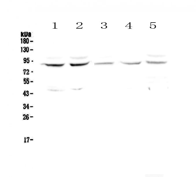Cullin 4A / CUL4A Antibody