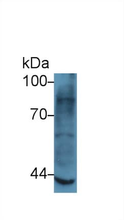 MMP3 Antibody (aa363-477, Biotin)