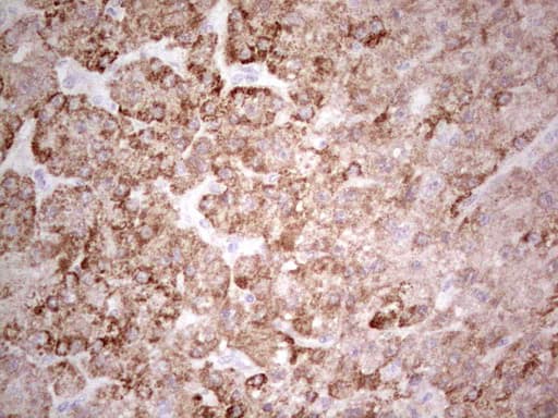 SUOX / Sulfite Oxidase Antibody (aa320-545, clone OTI5A2)