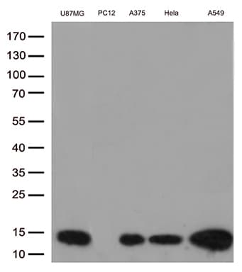 CSTB / Cystatin B / Stefin B Antibody (aa1-98, clone OTI5F2, Carrier-free)