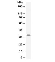 CXCL10 / IP-10 Antibody