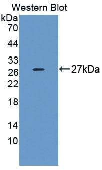 DNAJC2 / ZRF1 Antibody (aa442-621)