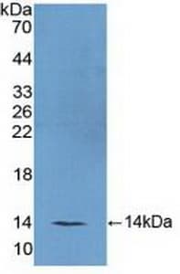 FSH Antibody (aa25-120)