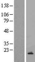 CDC42SE2 Protein (Over-Expression Lysate Myc-DDK (Flag))