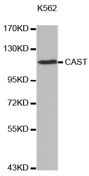 CAST / Calpastatin Antibody