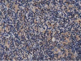 ARHGAP25 Antibody (clone OTI4A9)