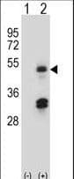 HAT1 Antibody (aa21-50)