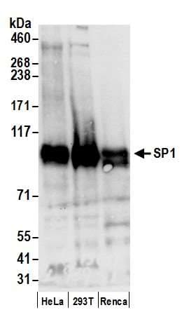 SP1 Antibody (aa750-C-term)