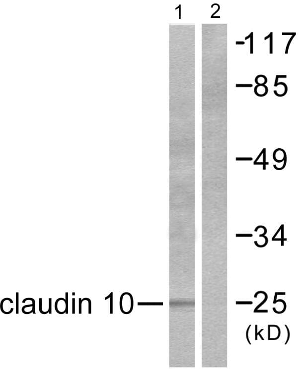 CLDN10 / Claudin 10 Antibody