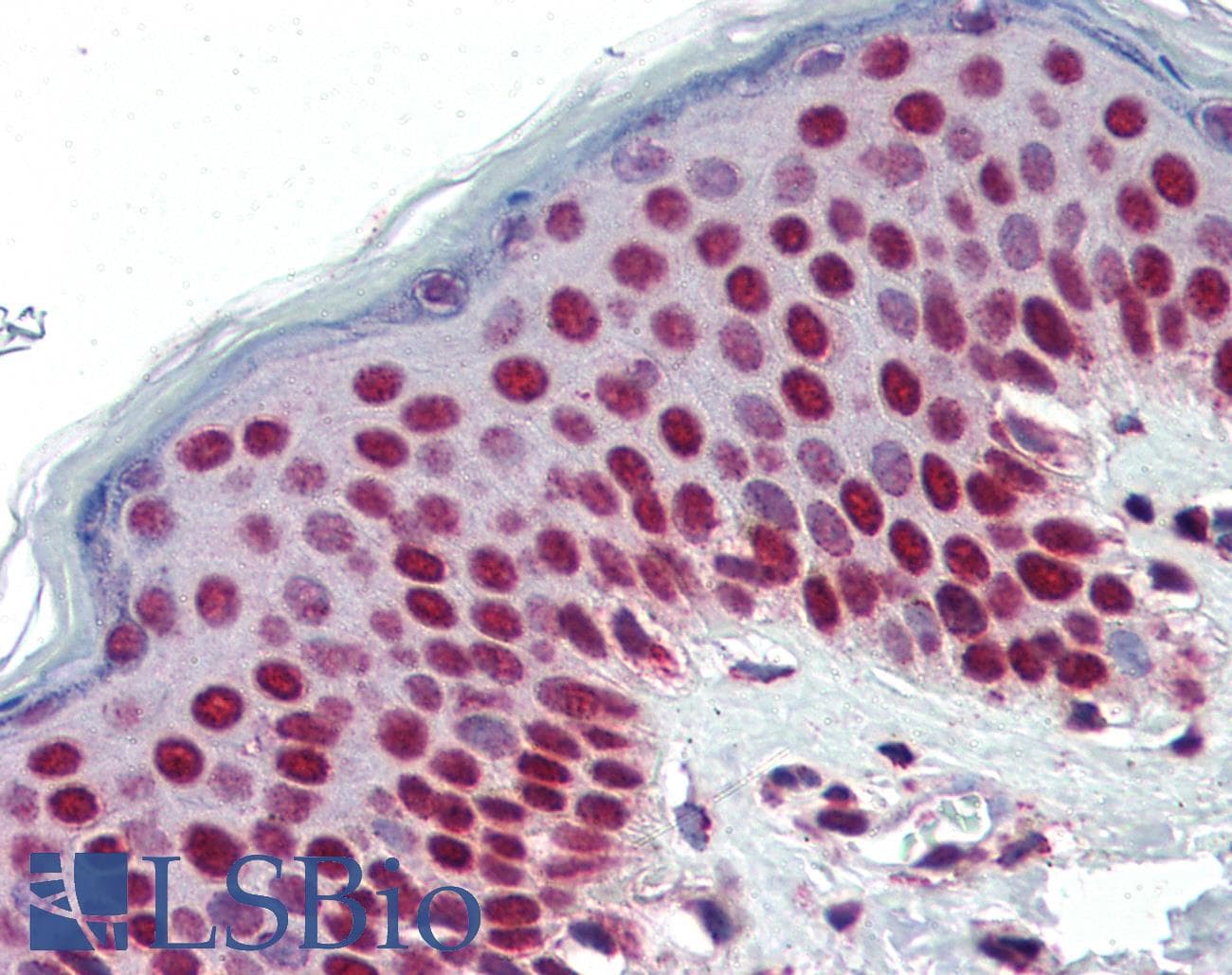 IHC-plus™ SETD7 / SET7 Antibody (clone S4E5)