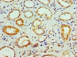 COPS7A Antibody (aa1-275)