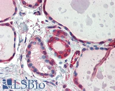 FURIN Antibody (aa105-221)