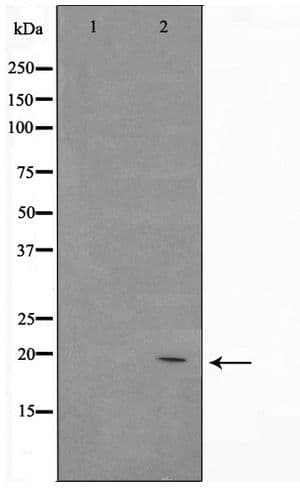 BAX Antibody