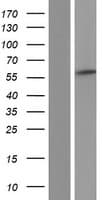 PDLIM5 / LIM Protein (Over-Expression Lysate Myc-DDK (Flag))