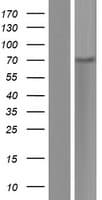 Human SLFN12L Protein (Over-Expression Lysate Myc-DDK (Flag))