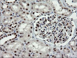 TRMT2A Antibody (clone OTI1H8, Carrier-free)
