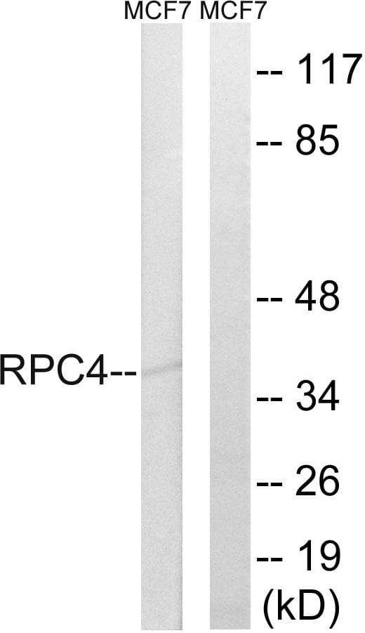POLR3D Antibody