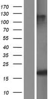 SNRPD3 Protein (Over-Expression Lysate Myc-DDK (Flag))
