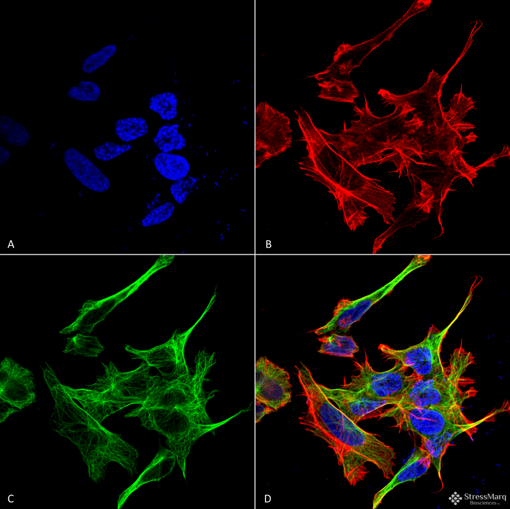 GABARAPL1 / ATG8 Antibody (Biotin)