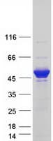 Human IKBKG / NEMO / IKK Gamma Protein (Recombinant Myc-DDK (Flag))
