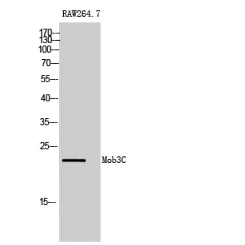MOBKL2C / MOB3C Antibody (50-130 aa, Internal)