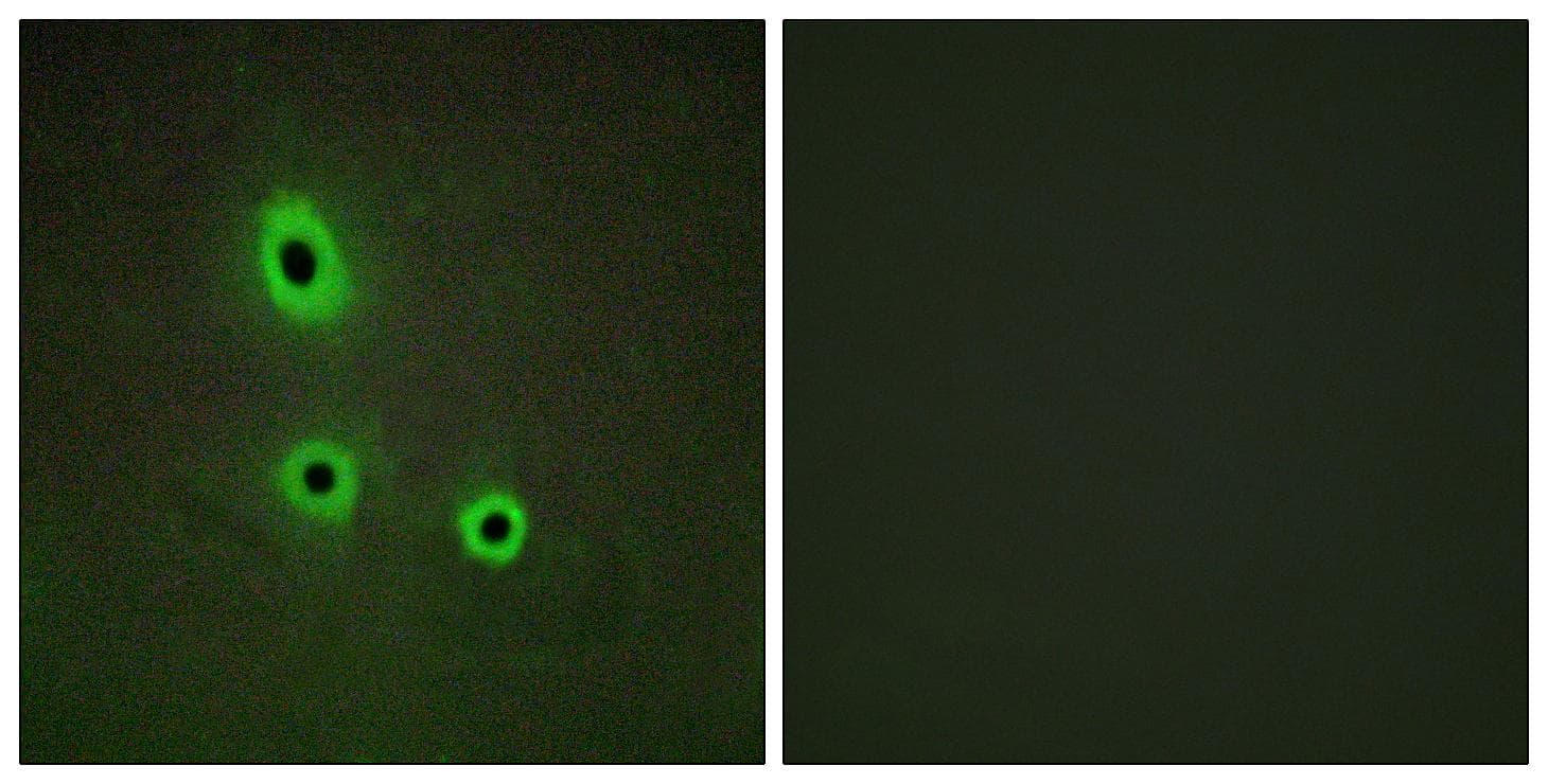 EFNA5 / Ephrin A5 Antibody
