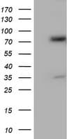 PDIA4 / ERP72 Antibody (clone OTI2A11)