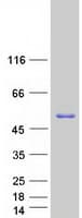 Human PICK1 Protein (Recombinant Myc-DDK (Flag))