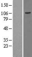 TAOK3 / JIK Protein (Over-Expression Lysate Myc-DDK (Flag))