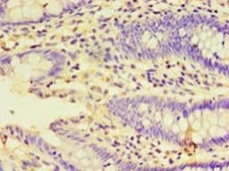 HSPBAP1 Antibody (aa1-488, FITC)