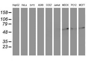 COPD / ARCN1 Antibody (clone OTI4H9)