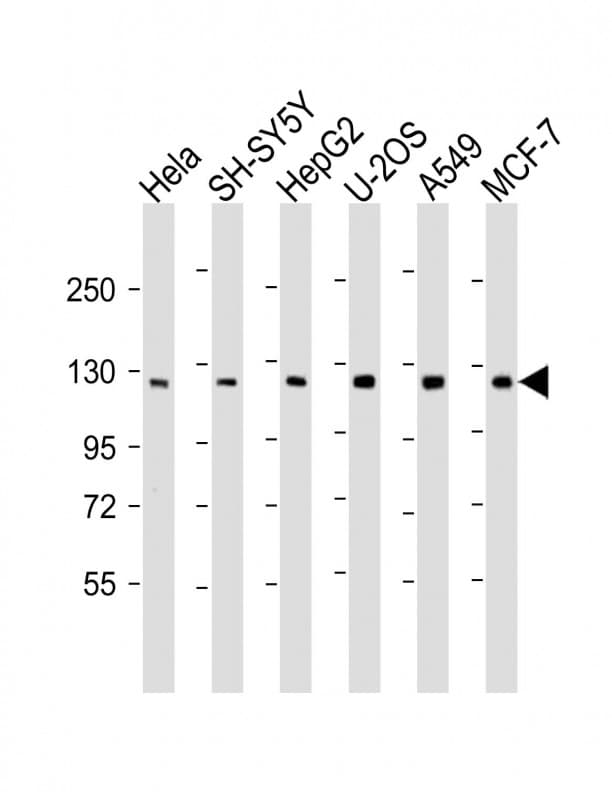 PHC3 Antibody (aa819-850)