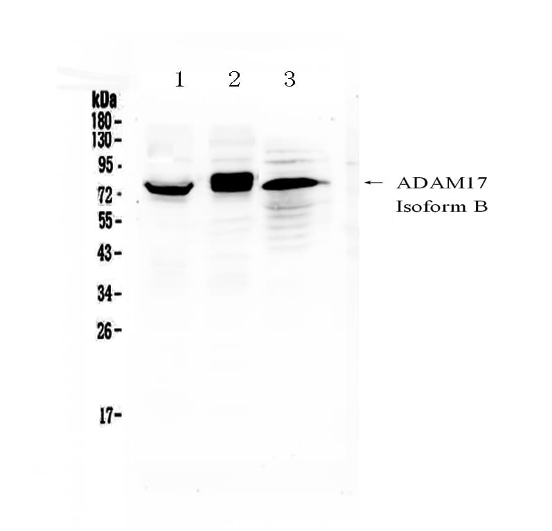 ADAM17 / TACE Antibody