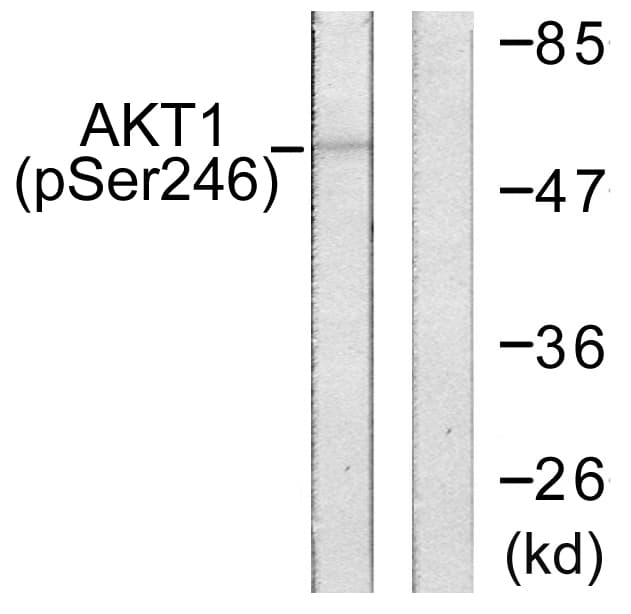 AKT1 Antibody (phospho-Ser246)