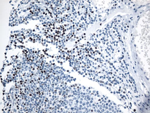 LEF1 Antibody (clone OTI10A7)