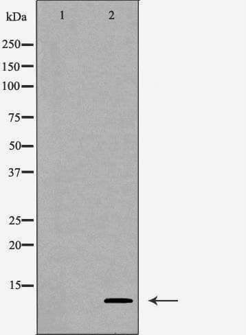 SNRPE Antibody