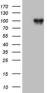 FSIP1 Antibody (clone OTI2F6)