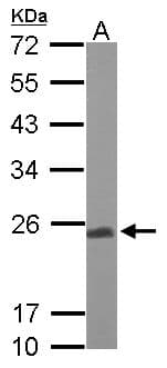 UQCRFS1 Antibody (aa1-274)