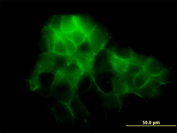 PCDH1 / PCD1 Antibody (clone 5D5)