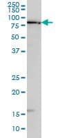 Monoclonal Mouse anti-Human ZIF268 / EGR1 Antibody (clone 6E8, IF, WB)