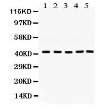GNAQ Antibody (aa102-138)